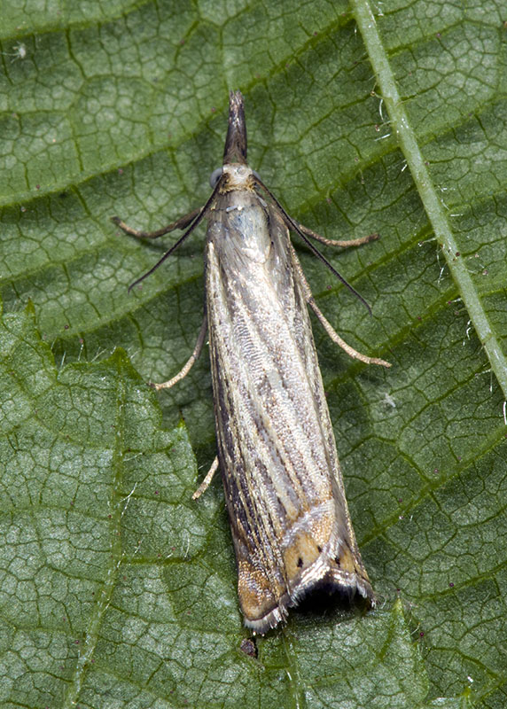 Chrysoteuchia culmella, Crambidae